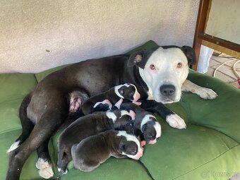 X American bully staford pitbull - 6
