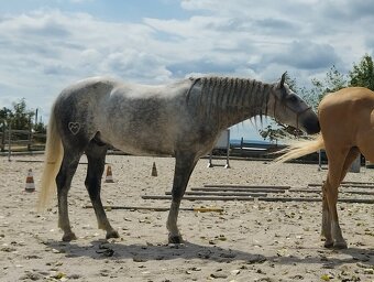 Lusitano valach - 5 r. - 6