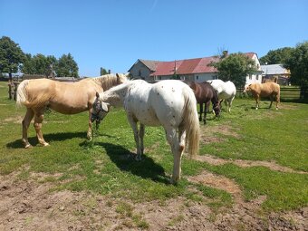 Ustájení - 6