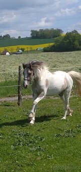 Sportovní pony - 6