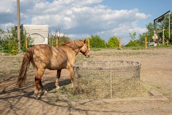 Venkovní ustájení - 6