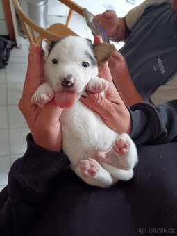 Jack russel teriér - 6