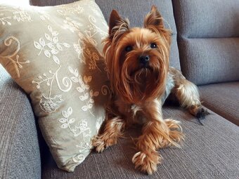 Yorkšírský teriér krytí, připuštění - 6