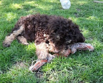 Lagotto romagnolo ( italský vodní pes) - 6