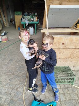 Kříženec labradora - 6