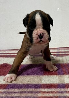 Německý boxer - 6