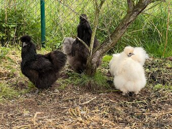 Hedvábnička velká 8-10dní 🐣🐣🐣 - 6