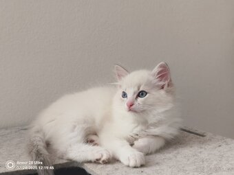 Koťata Ragdoll - 6