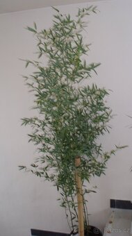 Bambusy-mrazuvzdorné - 6