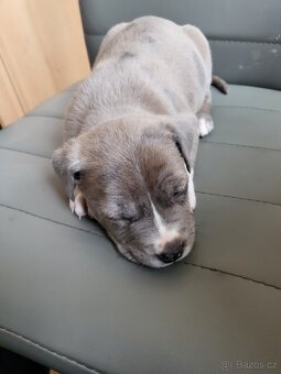 Stafordšírský bulterier - 6