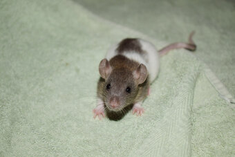 Potkani - fuzz, standard, dwarf - 6