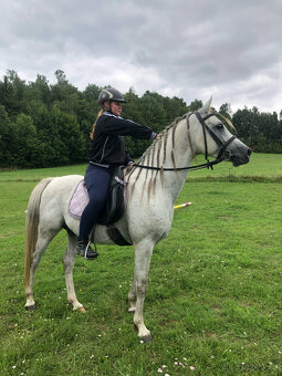 Připouštění čistým arabským hřebcem - 6