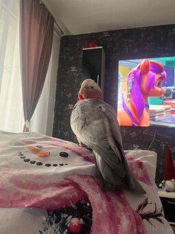 Kakadu růžový - 6