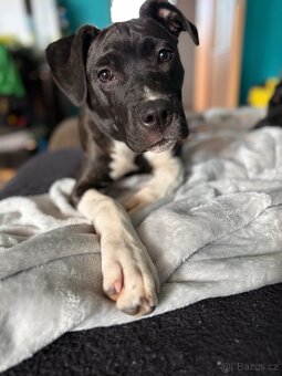 Fenečka pittbula a cane corso - 6