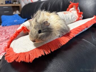 🐹MORČE , MORČATA , MORČÁTKA samičky - 6