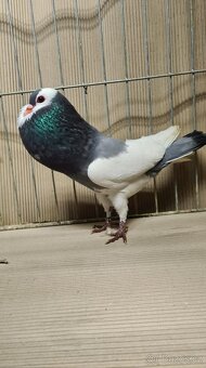 Český stavák modrý sedlatý - 6