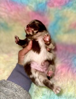 Pomeranian Pomerian Pomik s PP - 6