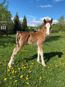Welsh cob - hřebeček (možnost luxusní páry do kočáru) - 6