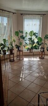 Monstera albo - 6