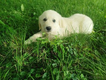 Zlatý retrívr / retriever - 6
