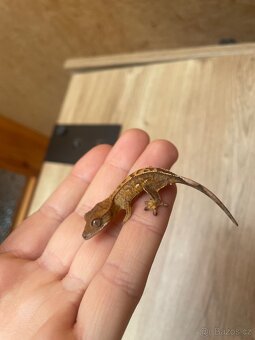 Pagekon řasnatý - 6