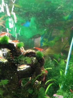 Krevety červené a krab Mekong - 6