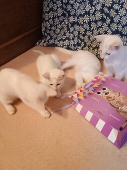 Předu, pletu, háčkuju - 6