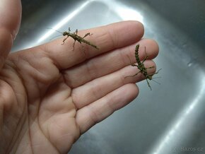 Strašilky, Pakobylky - 6