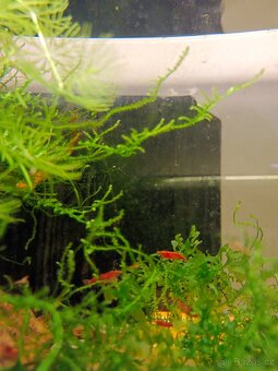 Prodej krevetek a doplňků - 6