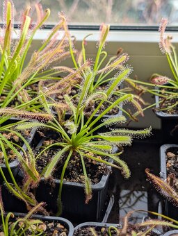 Rosnatka kapská, Drosera capensis - 6