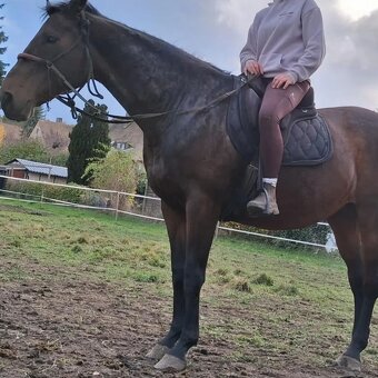 Kobylka 14 letá - 6