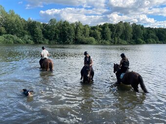 Pony KHV 137 cm (kat.B) 8 letý poník - 6