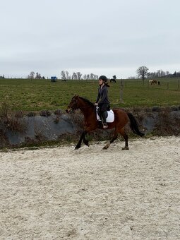 Klisna Welsh Pony - 6