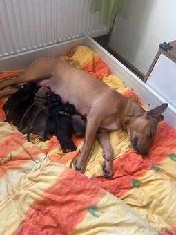 Štěňata křížence - 6