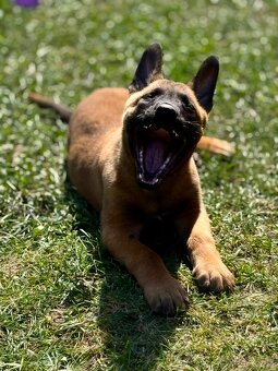 Belgický ovčák Malinois s PP - 6