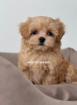 Maltipoo F1 caramel 3 měsíce 1500€‼️ Momi - 6