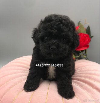 Maltipoo F1 caramel 3 měsíce 1500€‼️ Momi - 6