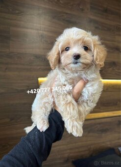 Maltipoo F1 fenka Kamila - 6