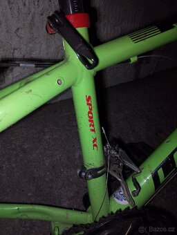 Leader Fox spider - 6
