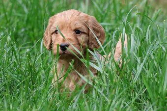 Cockapoo - 6