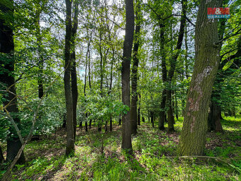 Prodej lesa, 5846 m², Vráž - 6