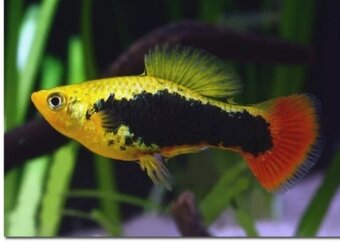 Nabízím akvarijní ryby - 6