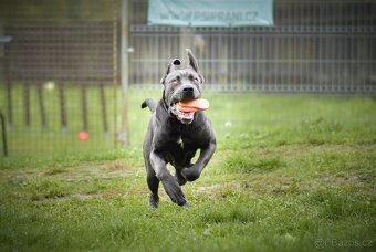 Gino - x cane Corso - praštěný puberťák, necelý rok - 6