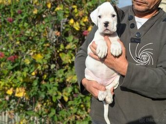 Nemecký boxer- bielý psík s PP - 6