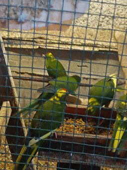 Kakariky rudočelý - 6