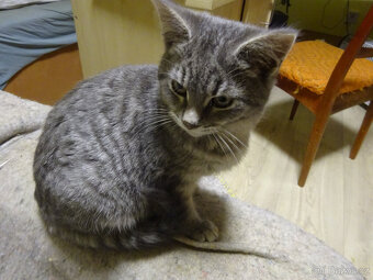 NABÍZÍM KŘÍŽENOU MODROU KOČIČKU (MAINSKÁ x SIBIŘSKÁ) - 6