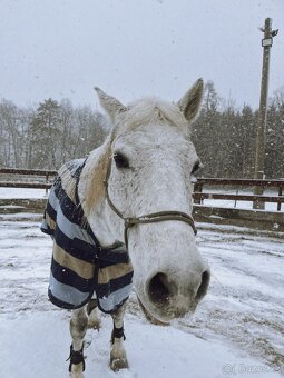 Kůň k pronájmu - 6