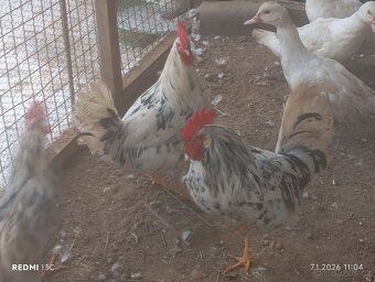 Kohouti - vlaška - 6