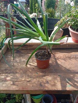 Prodám přebytky rostlin - 6