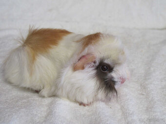 Morče peruánec - 6